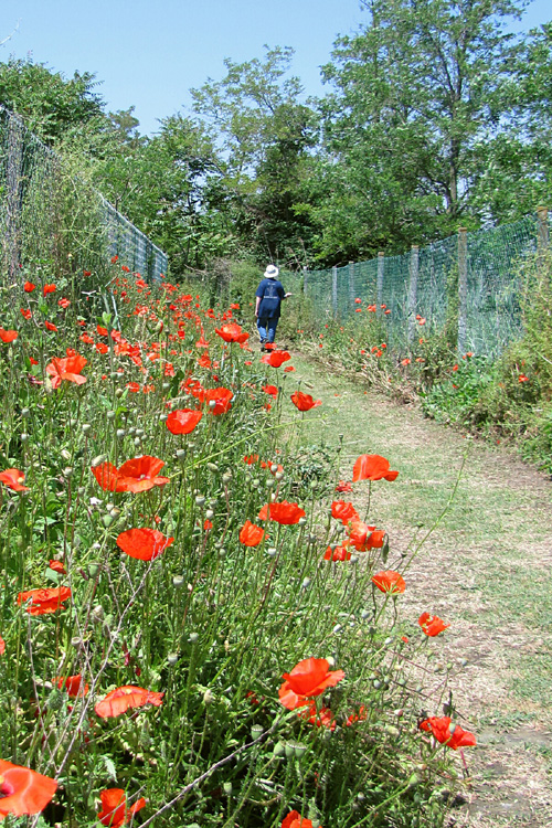 20120530f_M_TorcelloPoppies