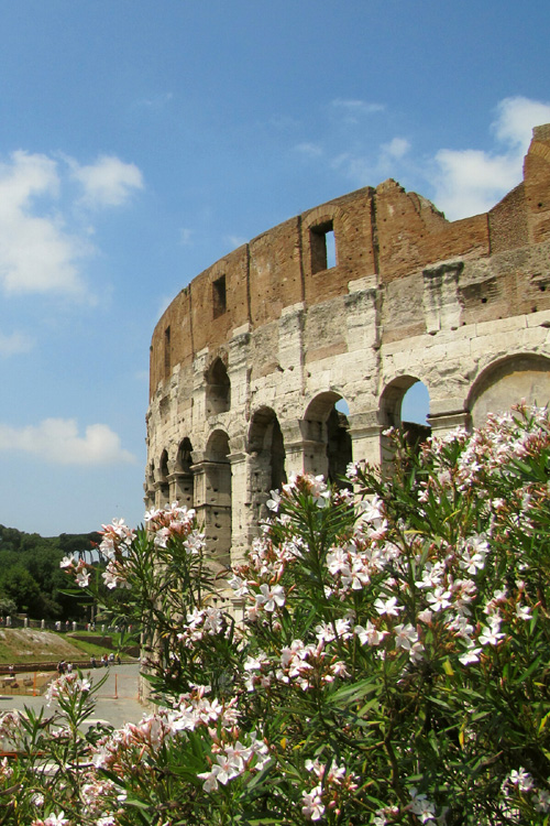 20120602a_ColosseumFlowers