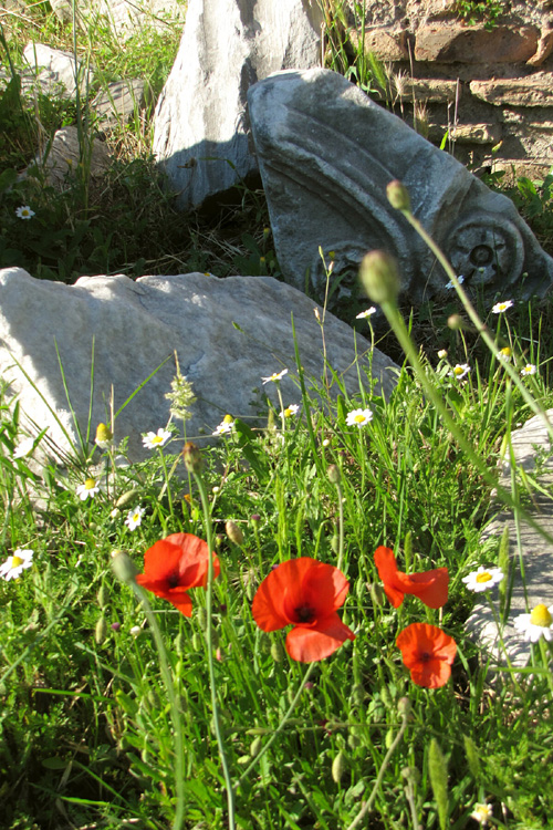 20120603z_RomanForumWildflowers