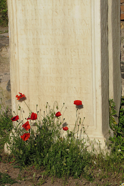 20120603zg_RomanForumVestalPoppies