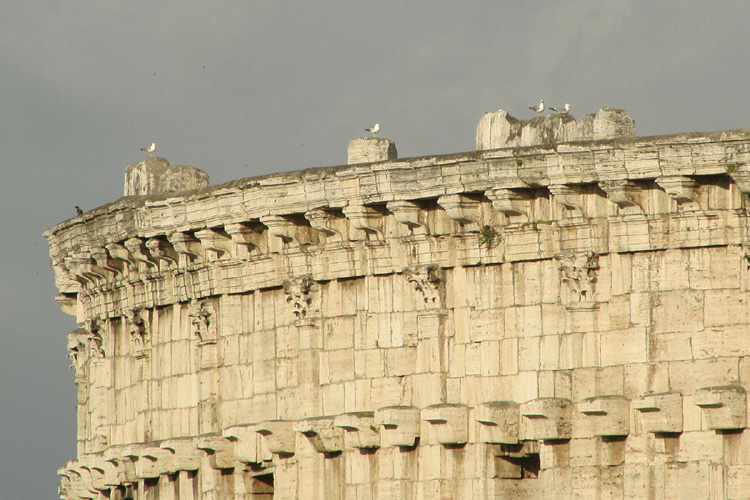 20120604p_RomeColosseumSeagulls