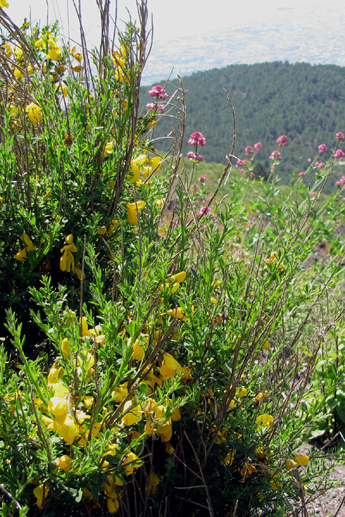 20120608c_VesuviusWildflowers