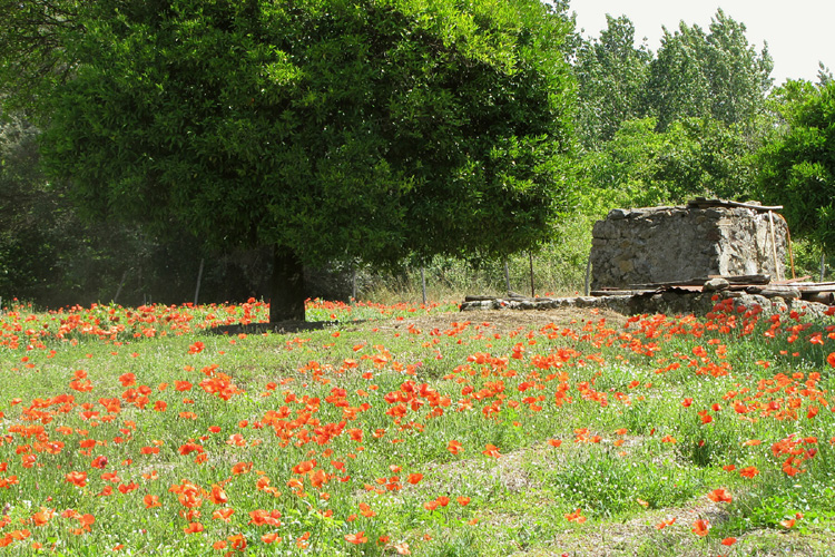 20120609s_PompeiiPoppies