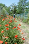 20120530f_M_TorcelloPoppies