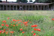 20120609k_PompeiiBarracksPoppies