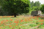 20120609s_PompeiiPoppies